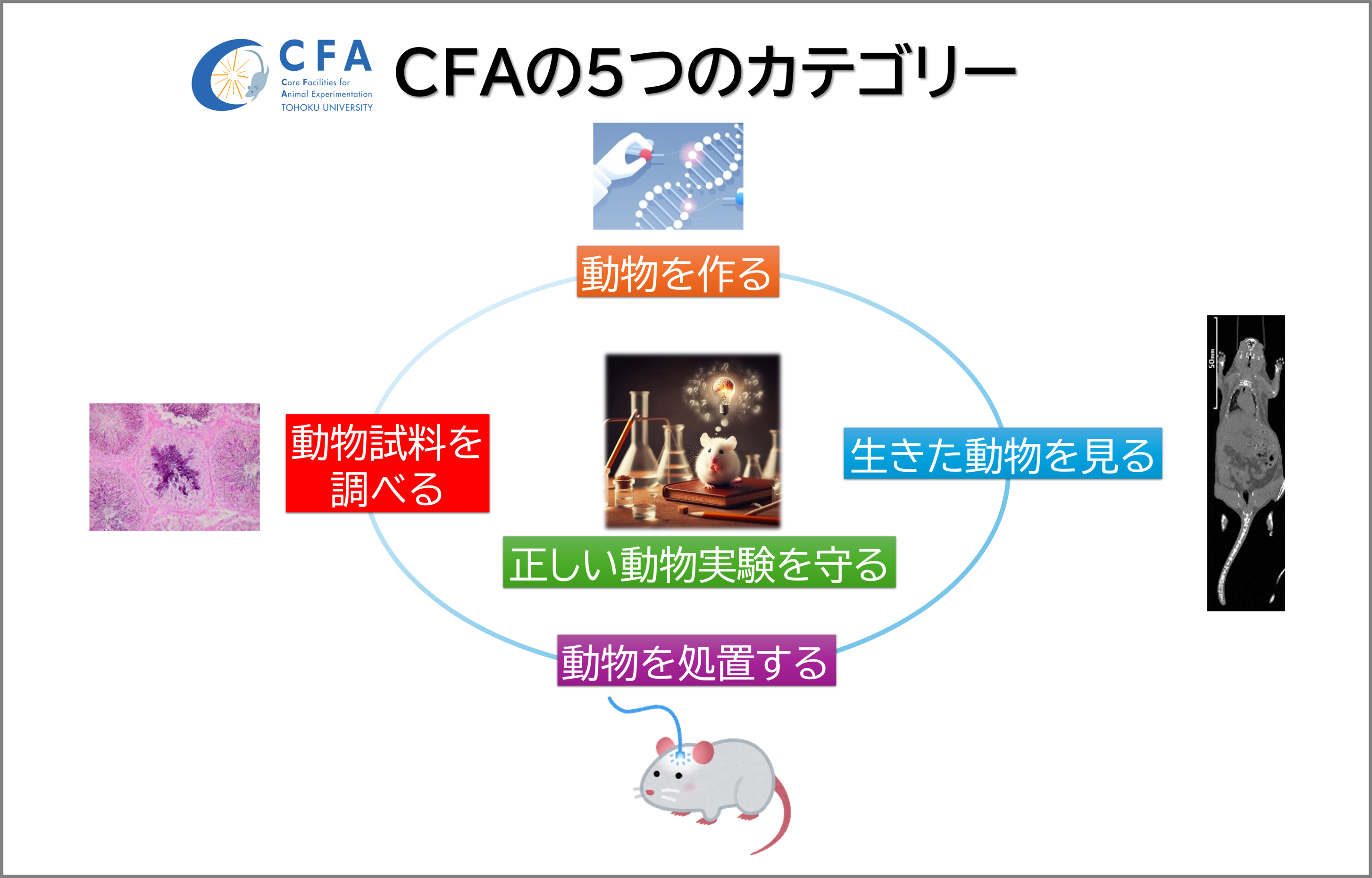 CFAの5つのカテゴリー
