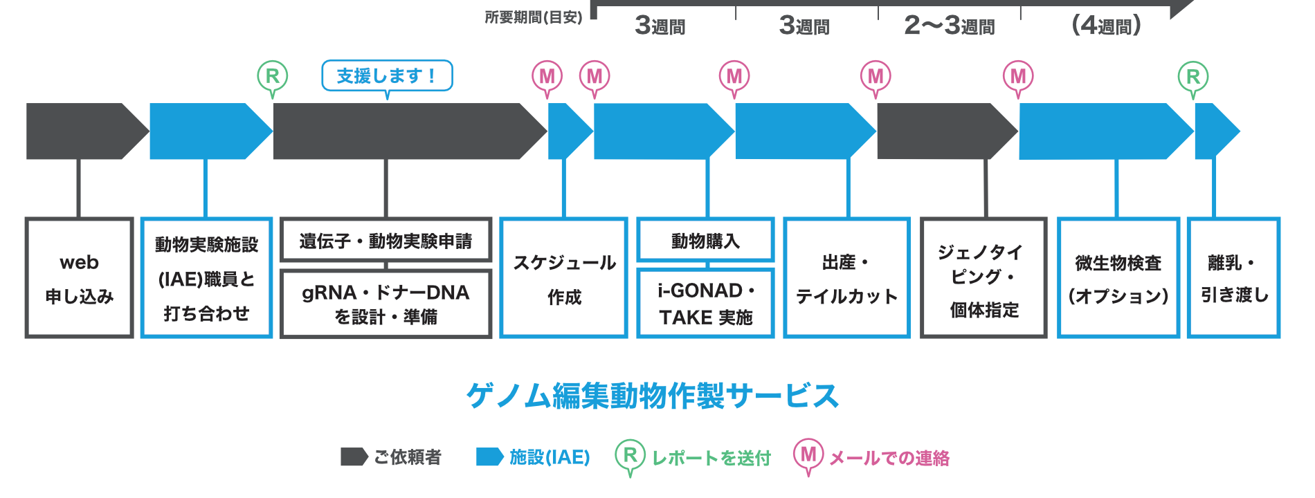 ゲノム編集フロー
