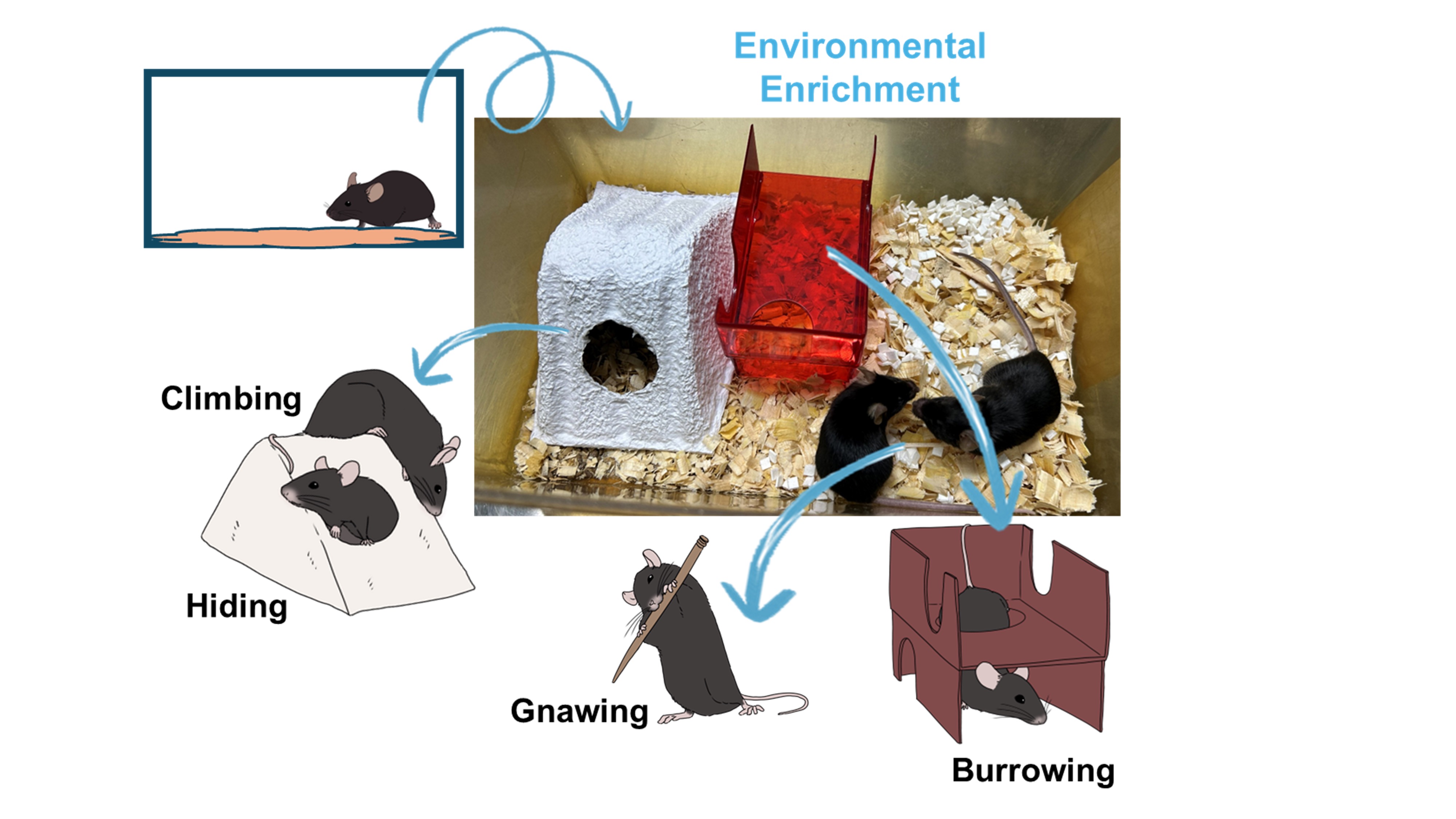 実験動物に特化した環境エンリッチメントのデータベース（DEEL）の構築